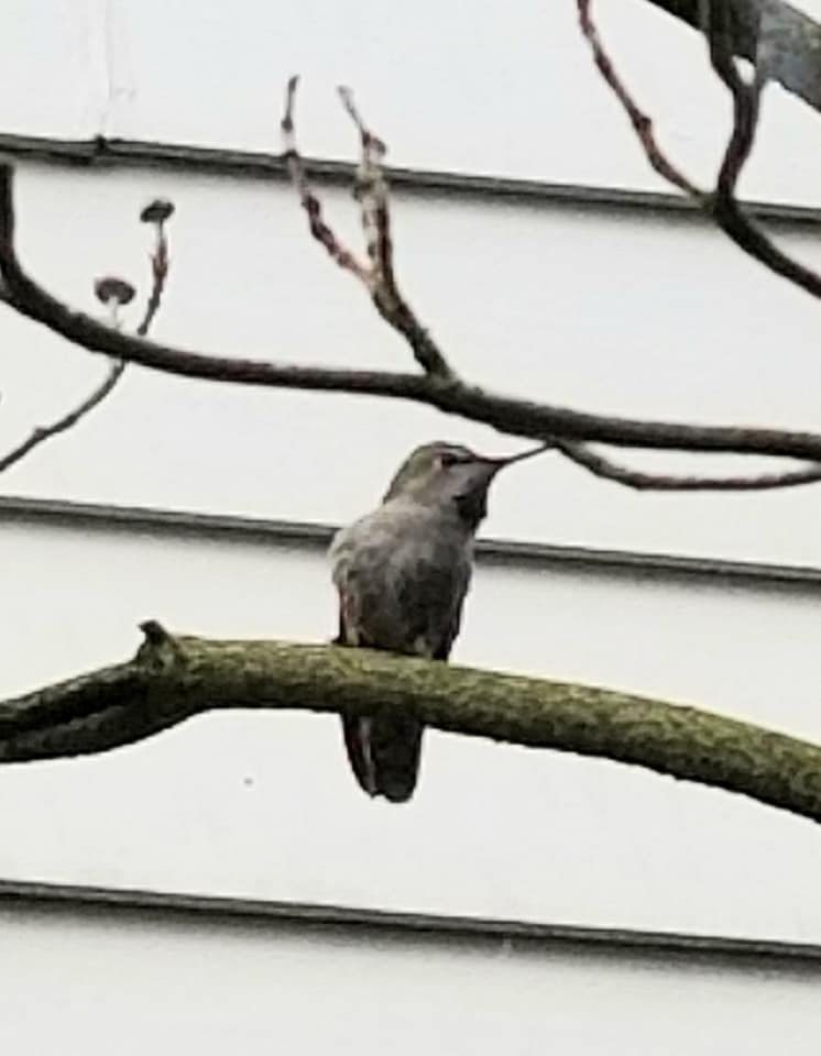 adult hummingbird